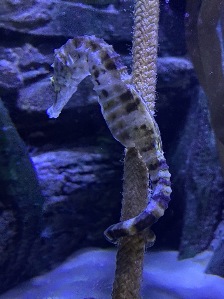 Seahorse at the Sea Life Porto