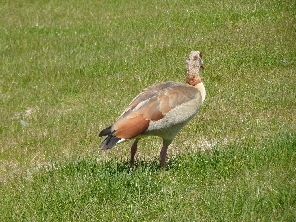 Duck at the Parque da Cidade do Porto park