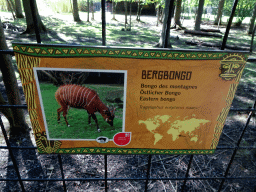 Explanation on the Eastern Bongo at the Africa section of ZOO Planckendael