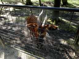 Eastern Bongo at the Africa section of ZOO Planckendael