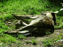 Spotted Hyena at the Africa section of ZOO Planckendael