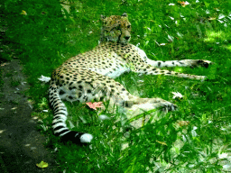 Cheetah at the Africa section of ZOO Planckendael