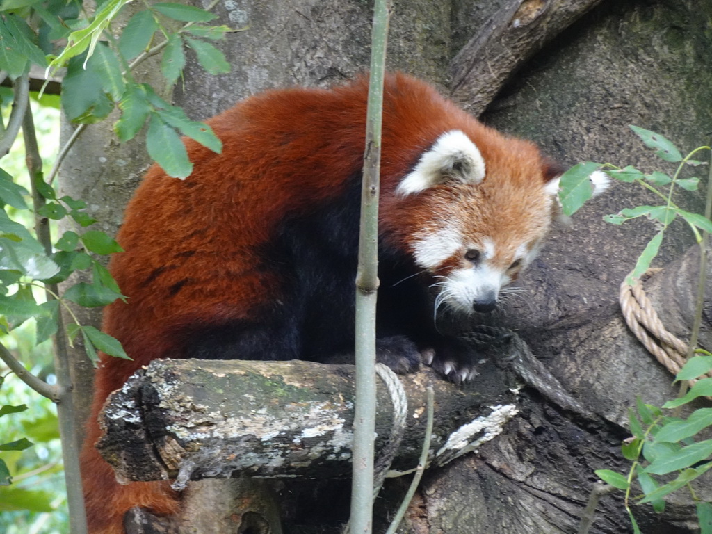 Red Panda at the Asia section of ZOO Planckendael