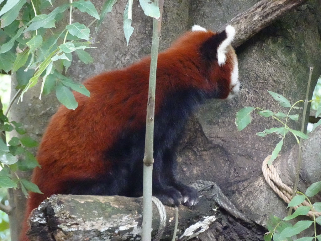 Red Panda at the Asia section of ZOO Planckendael