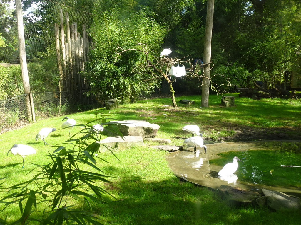 Eurasian Spoonbills at the Asia section of ZOO Planckendael