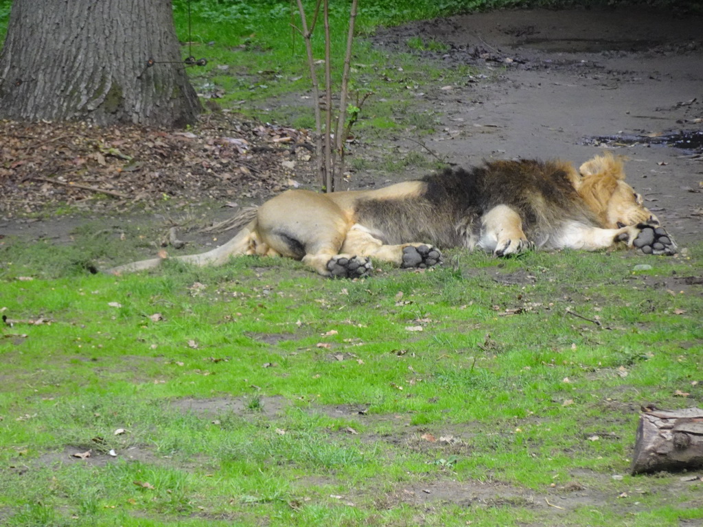 Asiatic Lion at the Asia section of ZOO Planckendael