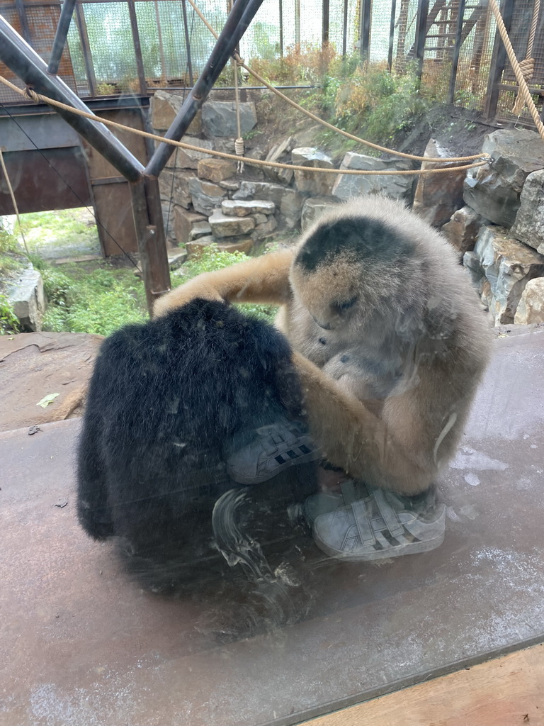 Northern White-cheeked Gibbons at the `Adembenemend Azië` building at the Asia section of ZOO Planckendael