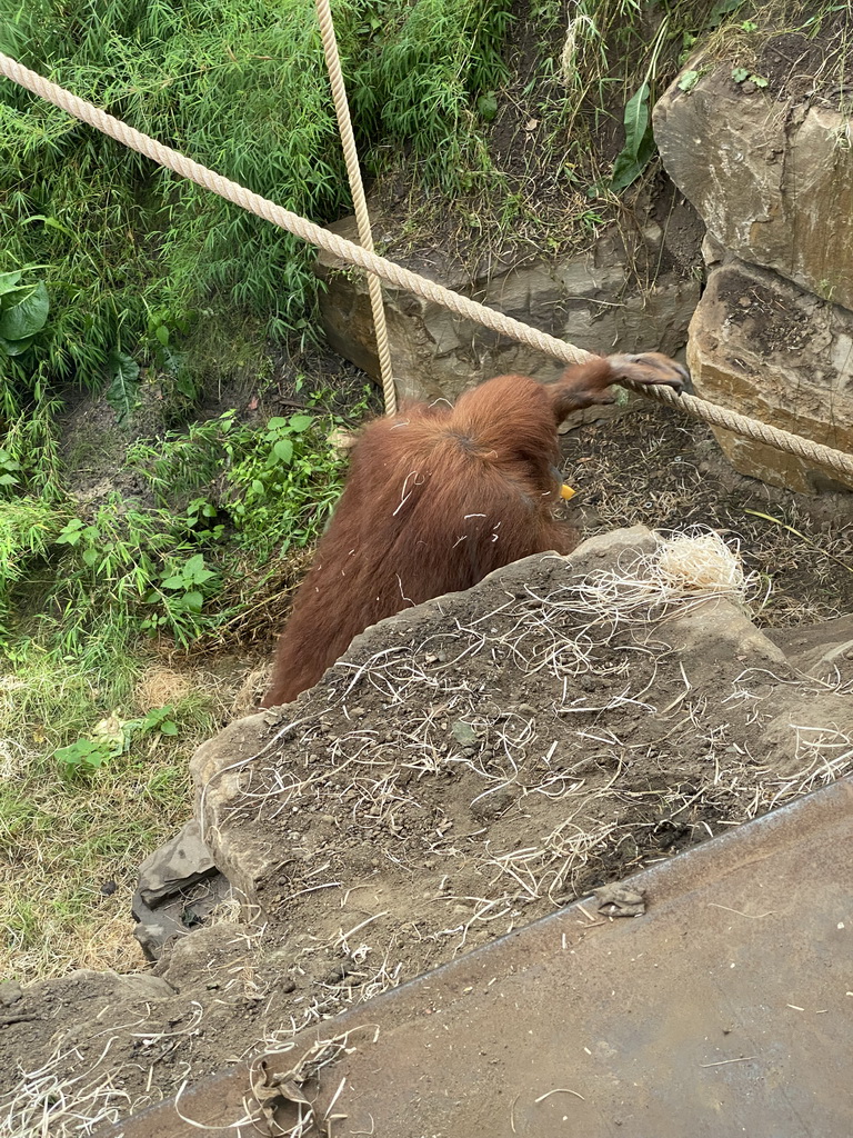 Sumatran Orangutan at the `Adembenemend Azië` building at the Asia section of ZOO Planckendael