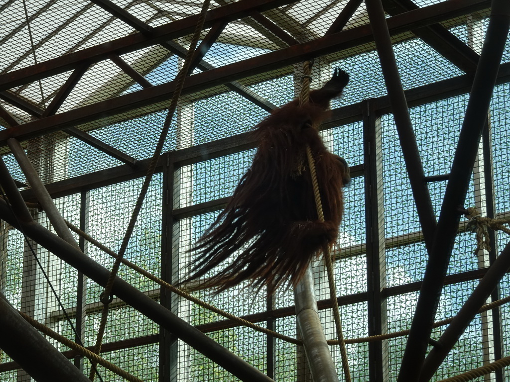 Sumatran Orangutan at the `Adembenemend Azië` building at the Asia section of ZOO Planckendael