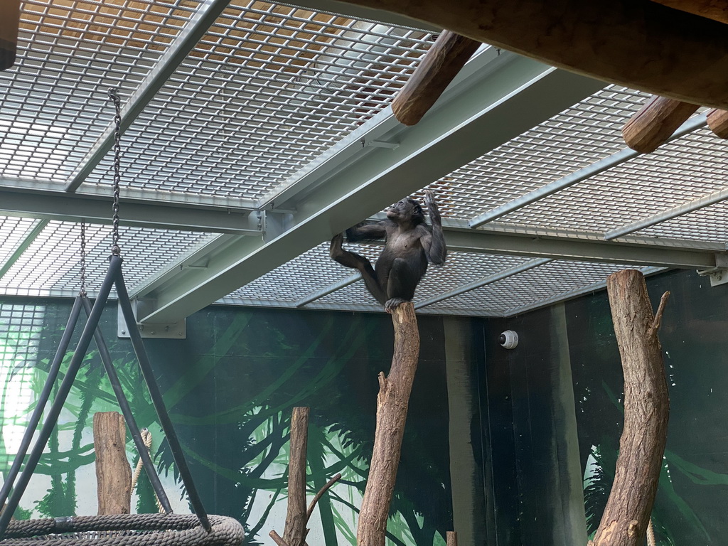 Bonobo at the Bonobo building at the Africa section of ZOO Planckendael