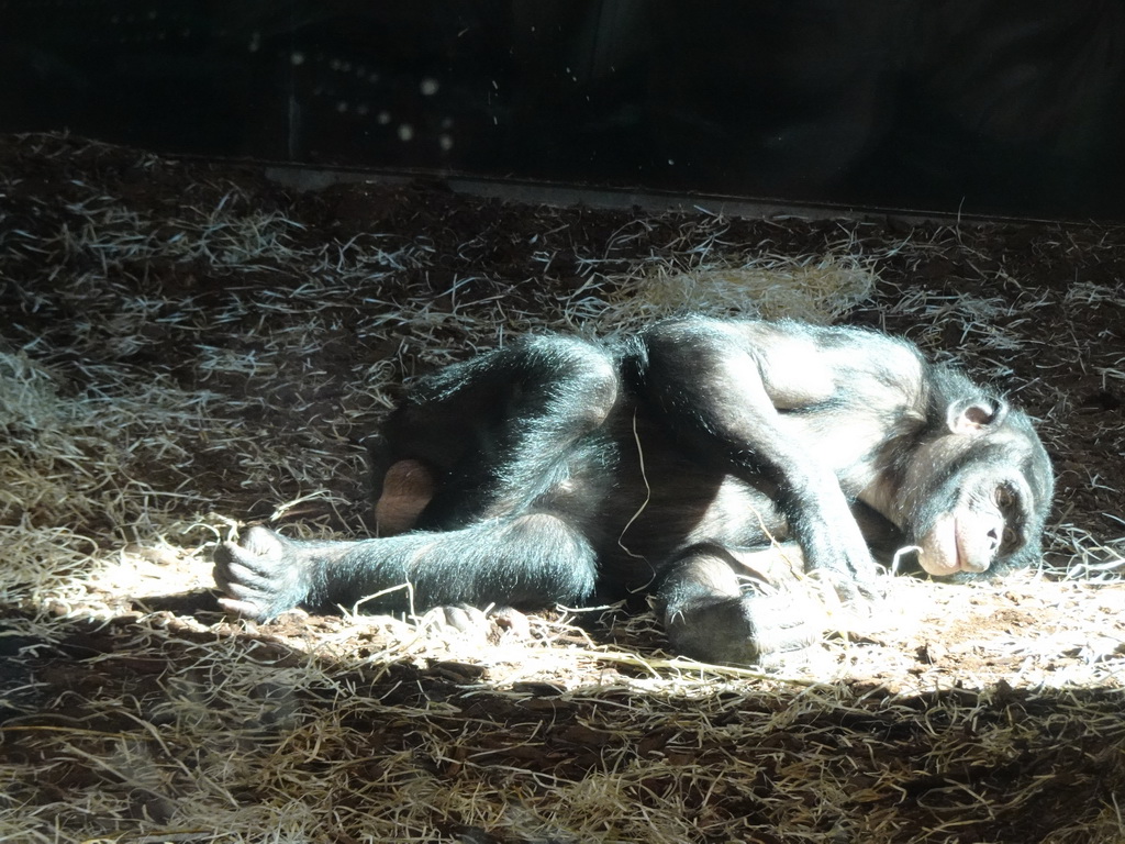 Bonobo at the Bonobo building at the Africa section of ZOO Planckendael