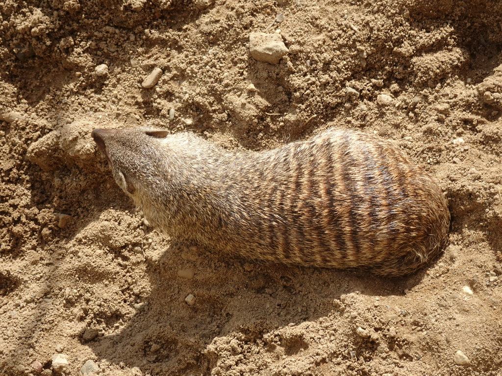 Banded mongoose at the Africa section of ZOO Planckendael