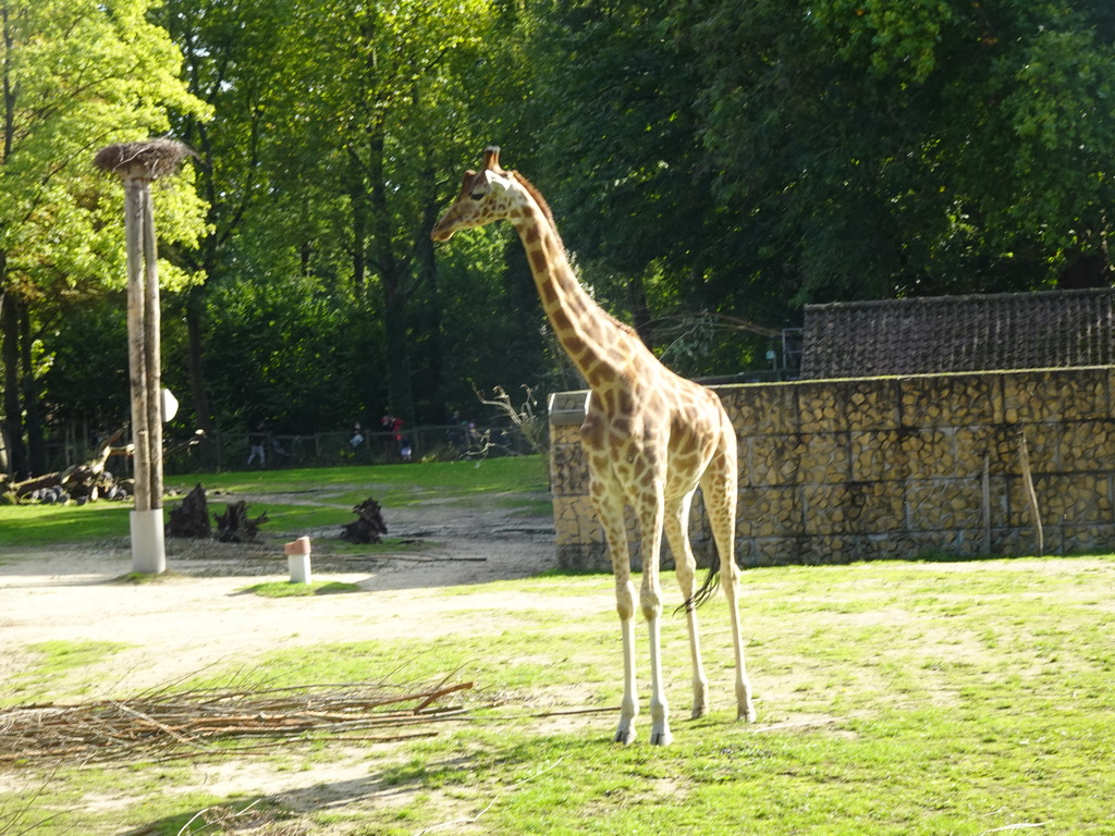 Kordofan Giraffe at the Africa section of ZOO Planckendael