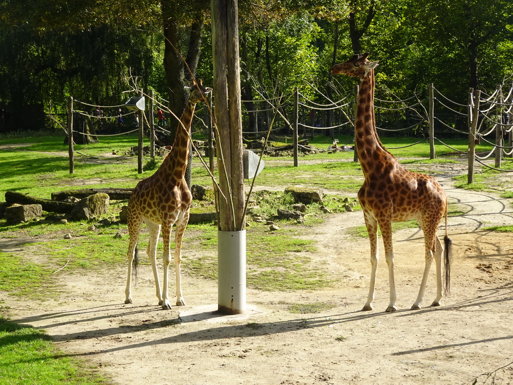 Kordofan Giraffes at the Africa section of ZOO Planckendael