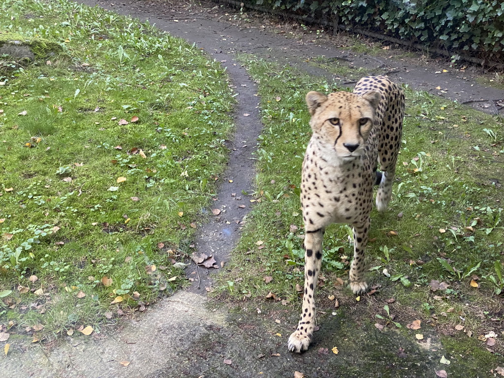 Cheetah at the Africa section of ZOO Planckendael