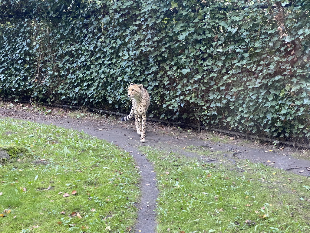 Cheetah at the Africa section of ZOO Planckendael