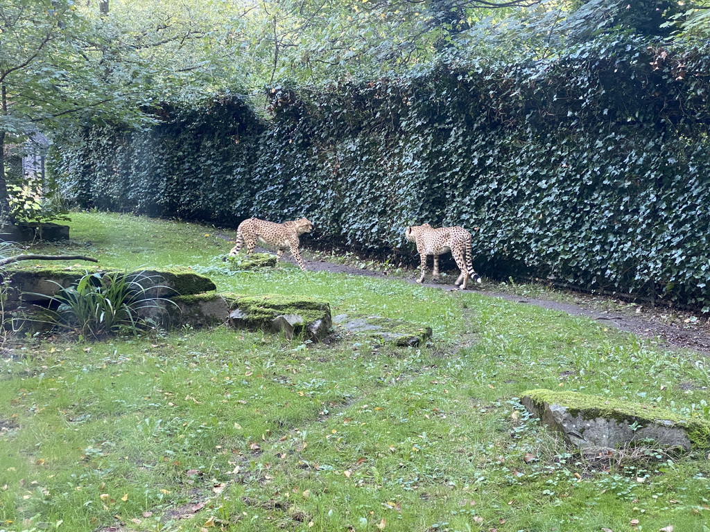 Cheetahs at the Africa section of ZOO Planckendael