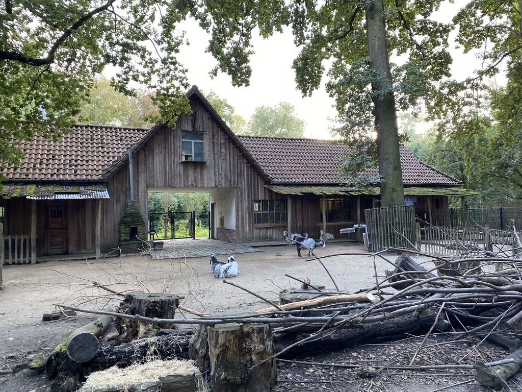 Goats at the petting zoo at the America section of ZOO Planckendael