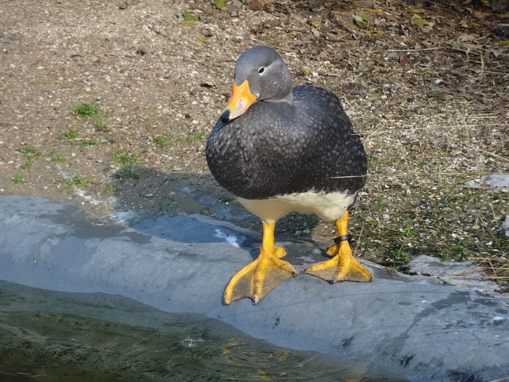 Duck at the America section of ZOO Planckendael