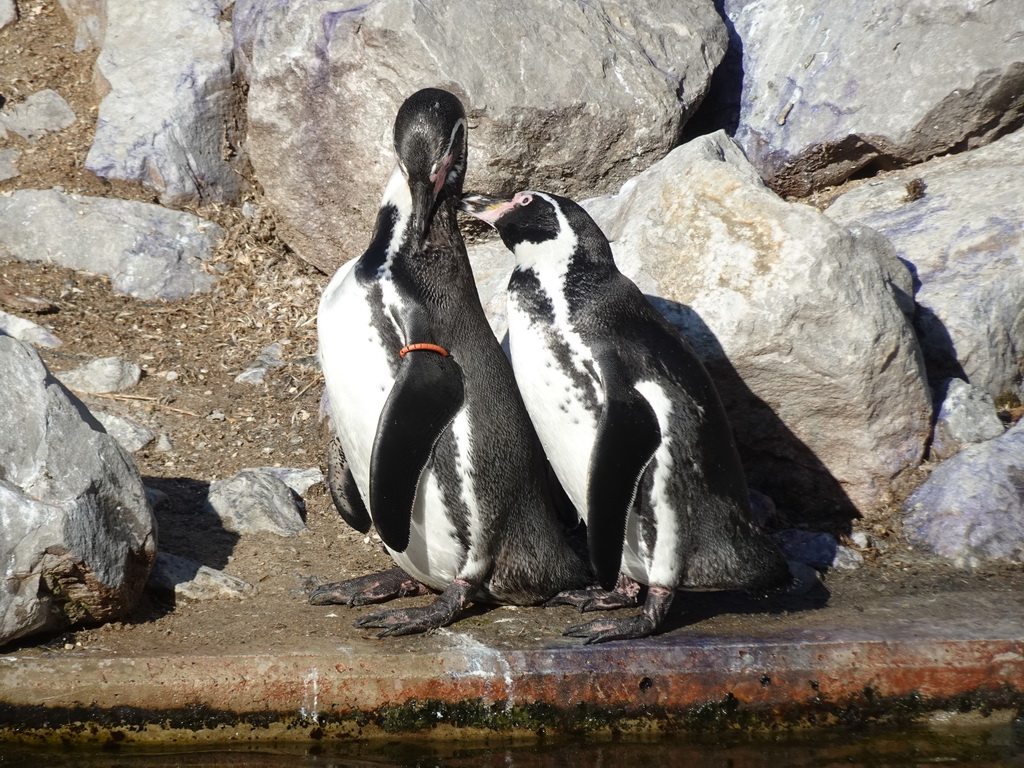 Humboldt Penguins at the America section of ZOO Planckendael