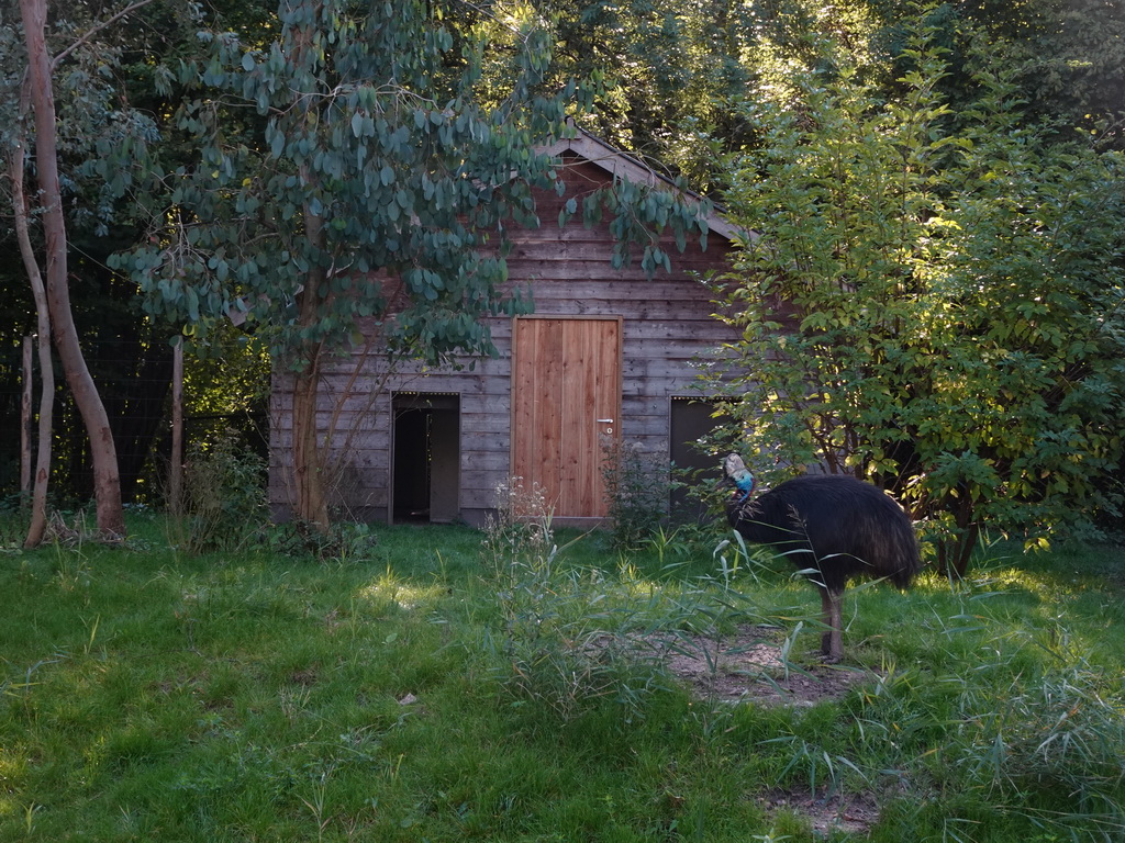 Southern Cassowary at the Oceania section of ZOO Planckendael