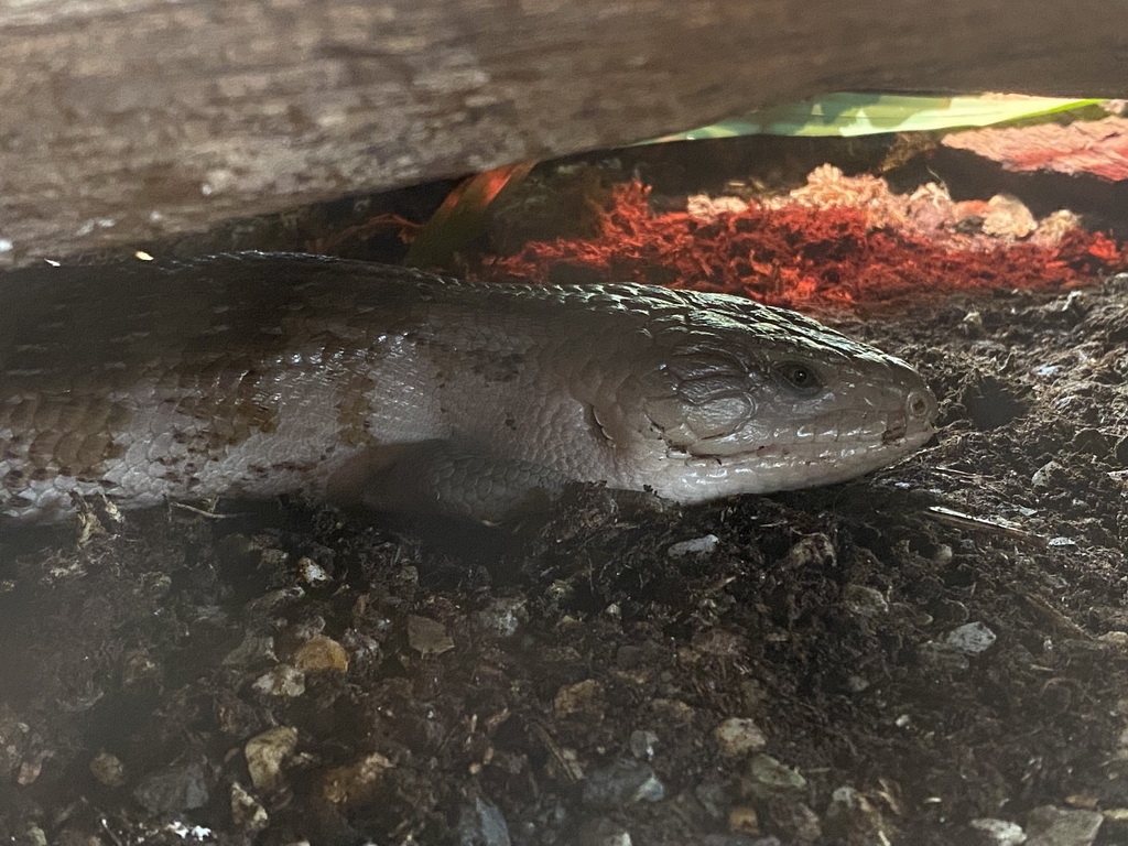 Common Bluetongue at the Reptile House at the Oceania section of ZOO Planckendael