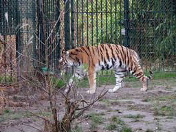Siberian Tiger at the Dierenrijk zoo