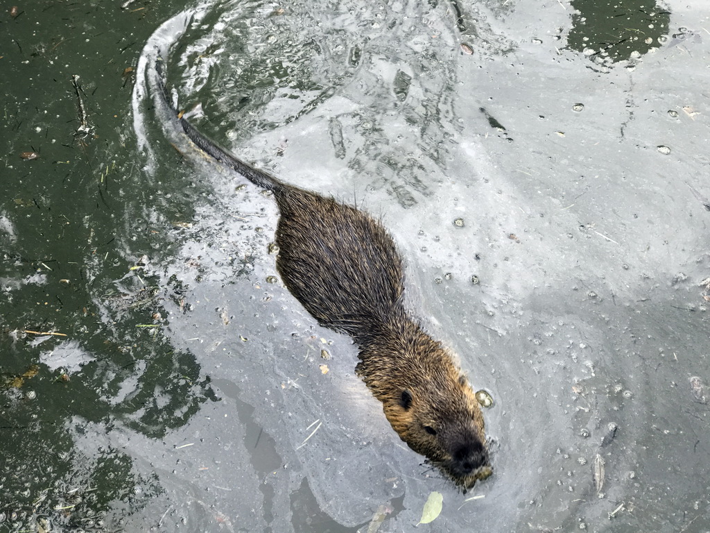 Coypu at the Dierenrijk zoo