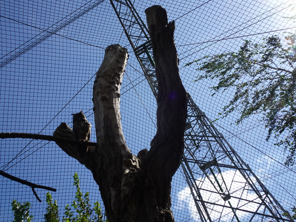 Eurasian Eagle-owls at the Dierenrijk zoo