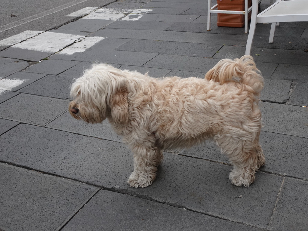 Dog at the terrace of the Alessandro de Riso Bistrot restaurant