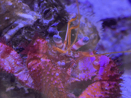 Crab at the Acquario di Napoli aquarium