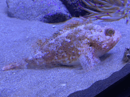 Fish at the Acquario di Napoli aquarium