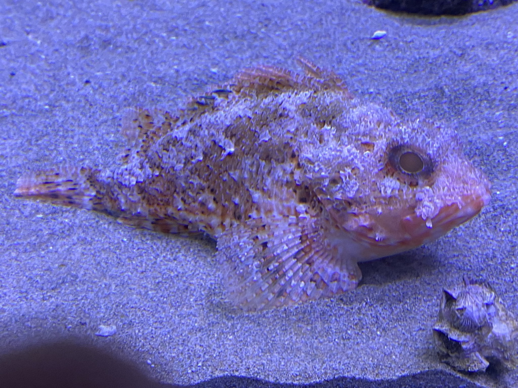 Fish at the Acquario di Napoli aquarium