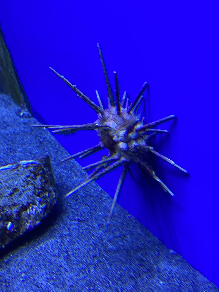 Sea Urchin at the Acquario di Napoli aquarium