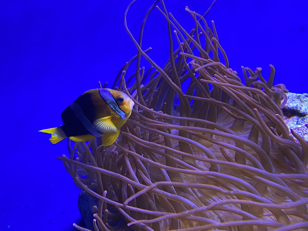 Fish and sea anemones at the Acquario di Napoli aquarium