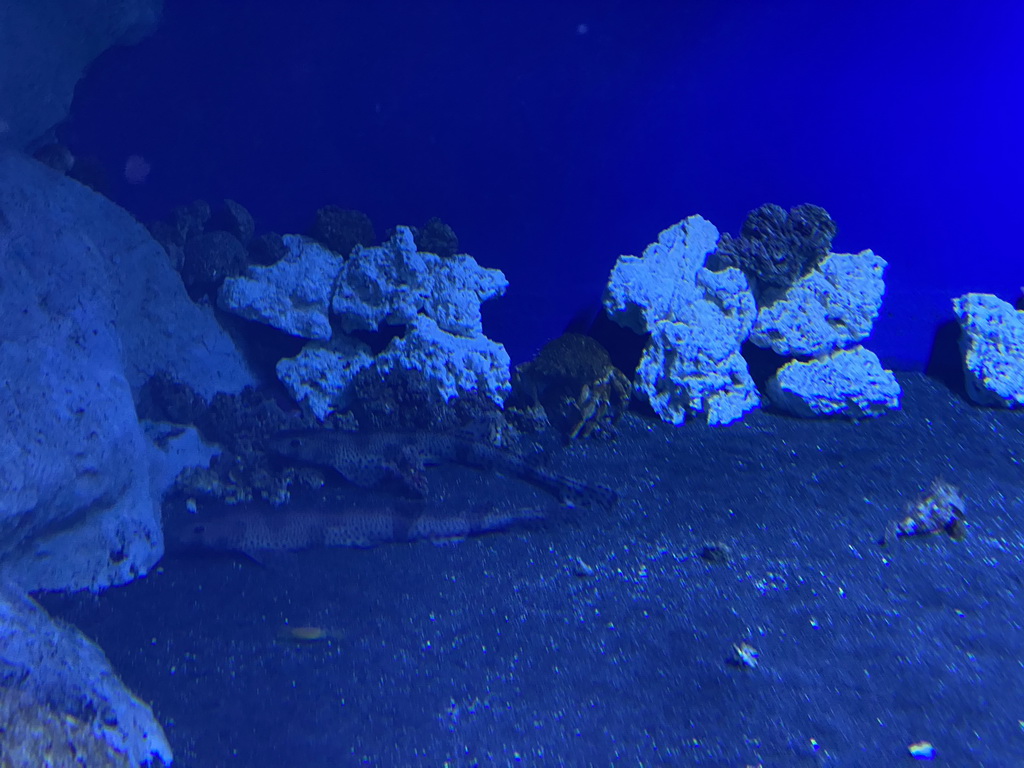 Sharks at the Acquario di Napoli aquarium