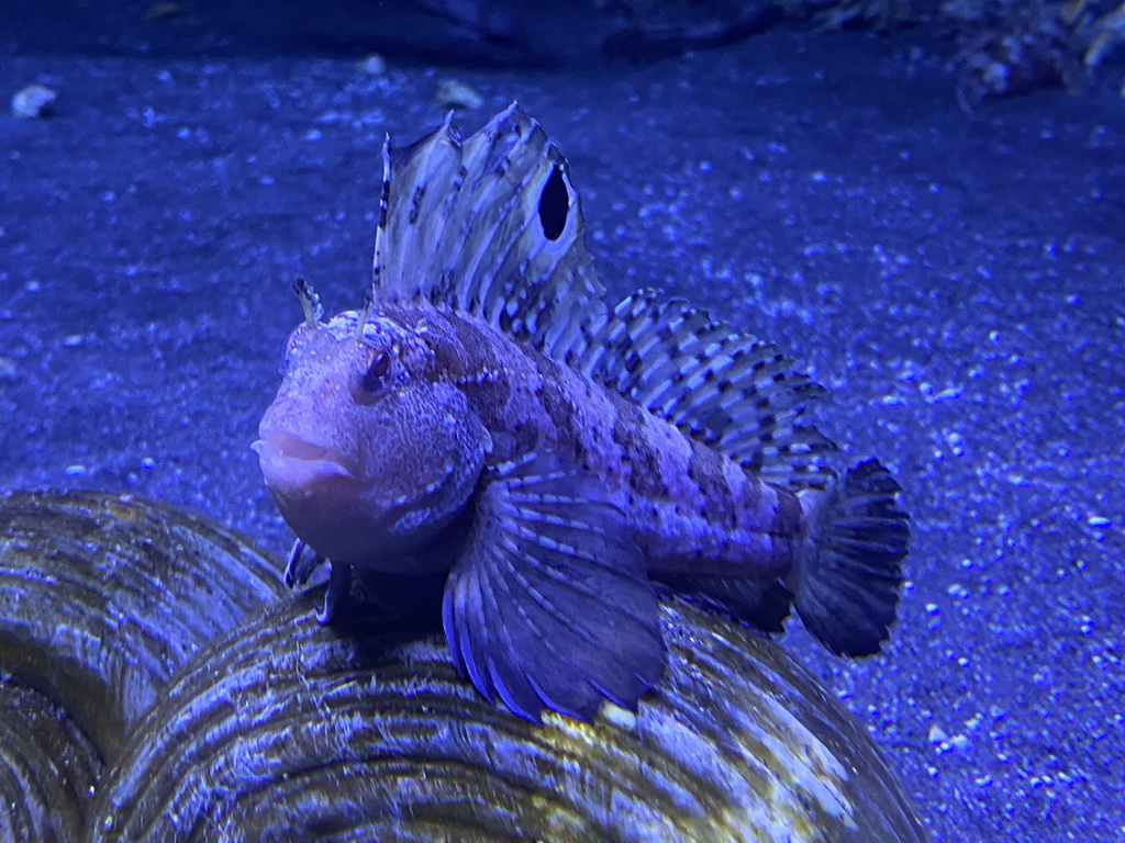 Fish at the Acquario di Napoli aquarium