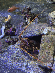 Spiny Lobster at the Acquario di Napoli aquarium