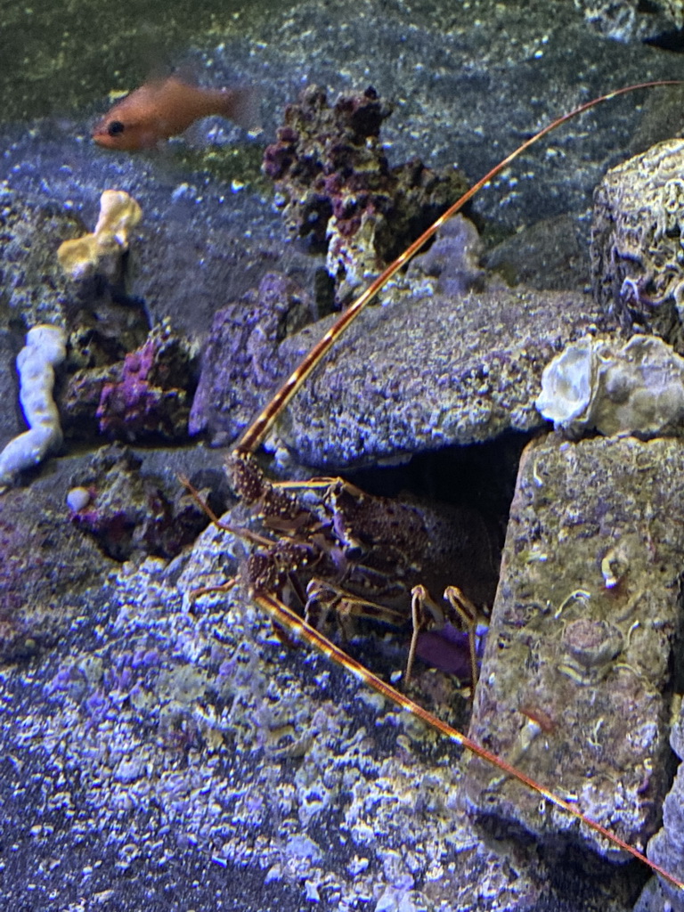 Spiny Lobster at the Acquario di Napoli aquarium