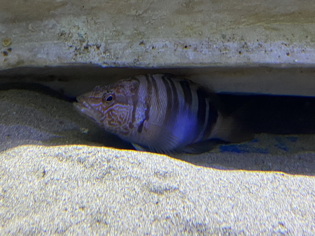 Painted Comber at the Acquario di Napoli aquarium