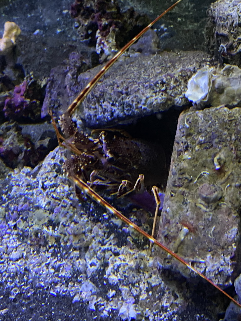 Spiny Lobster at the Acquario di Napoli aquarium