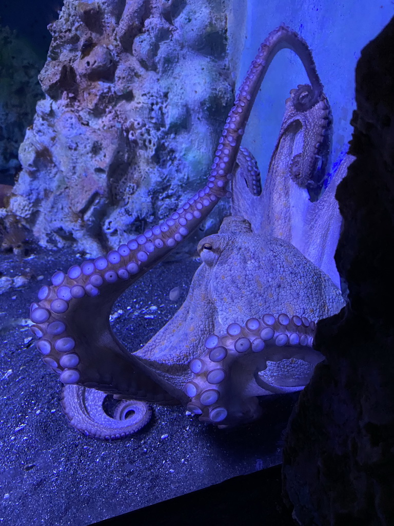 Octopus at the Acquario di Napoli aquarium