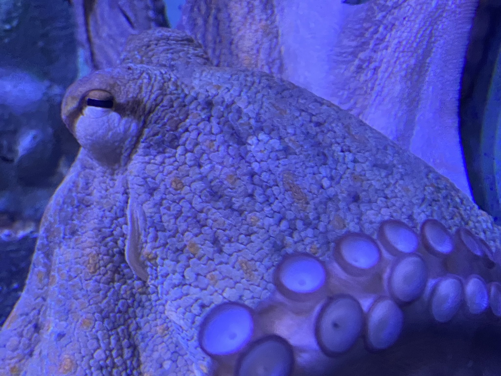 Head of an Octopus at the Acquario di Napoli aquarium