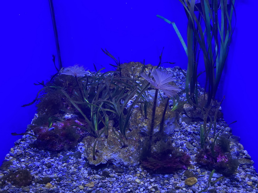 Posidonia Oceanica plants at the Acquario di Napoli aquarium