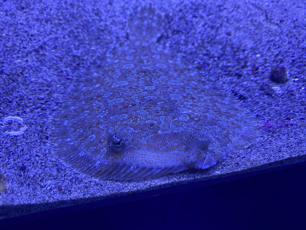 Flatfish at the Acquario di Napoli aquarium