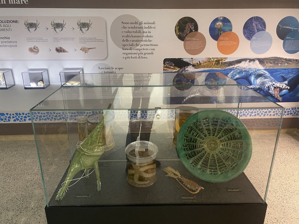 Fossils and starfish in formaldehyde at the Museo Darwin Dohrn museum, with explanation