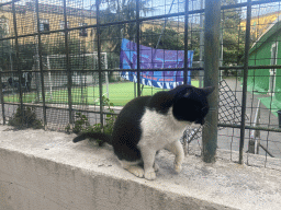 Cat at the Via Arpino street