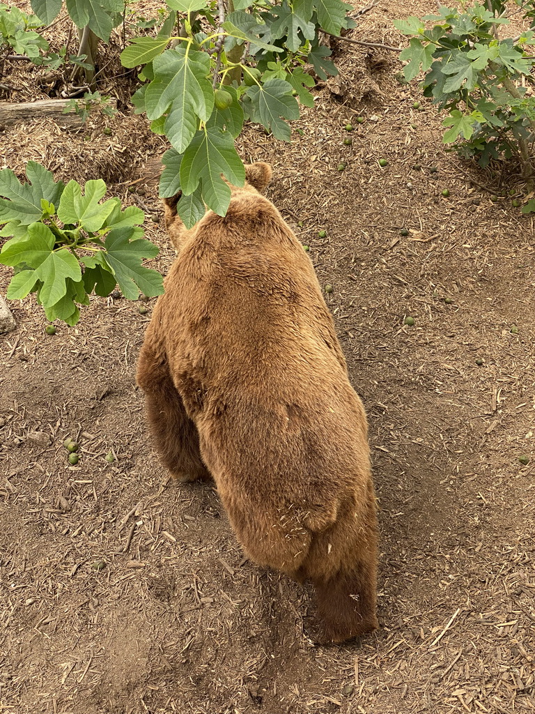 Eurasian Brown Bear at the Zoo di Napoli