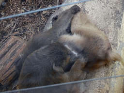 Japanese Macaques at the Zoo di Napoli