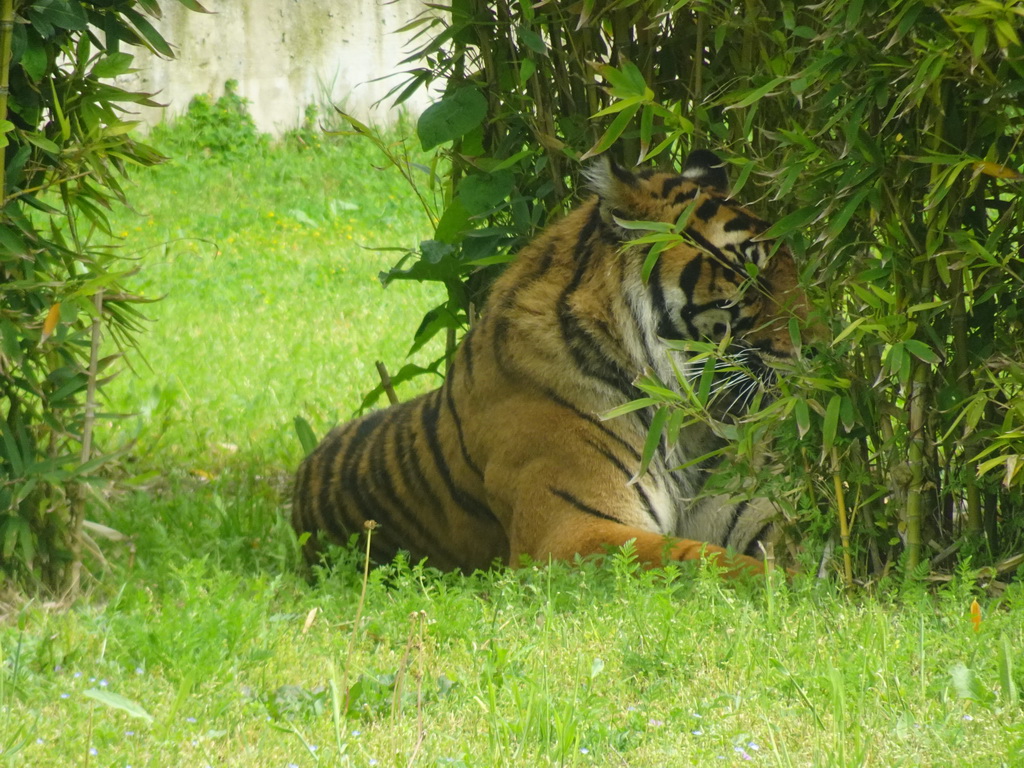 Bengal Tiger at the Zoo di Napoli